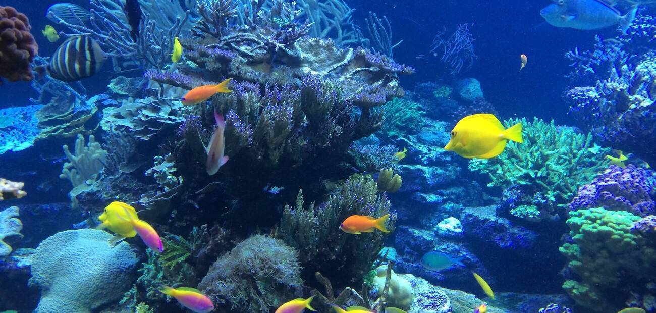 Schnorcheln, Aruba Schnorcheln, Aruba