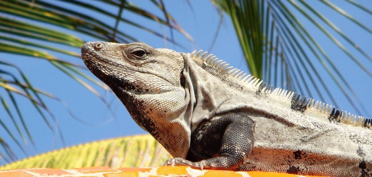 Leguan, Mexico Leguan, Mexico