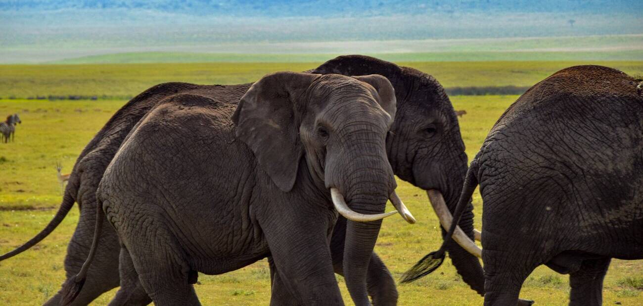 Sansibar, Natur, Meer