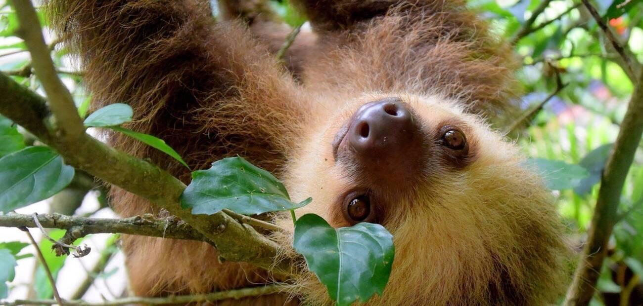 Tier im Dschungel, Costa Rica