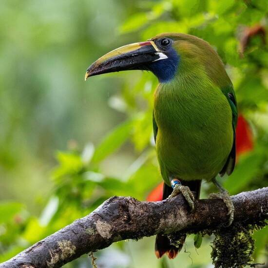 Exotischer Vogel in Costa Rica