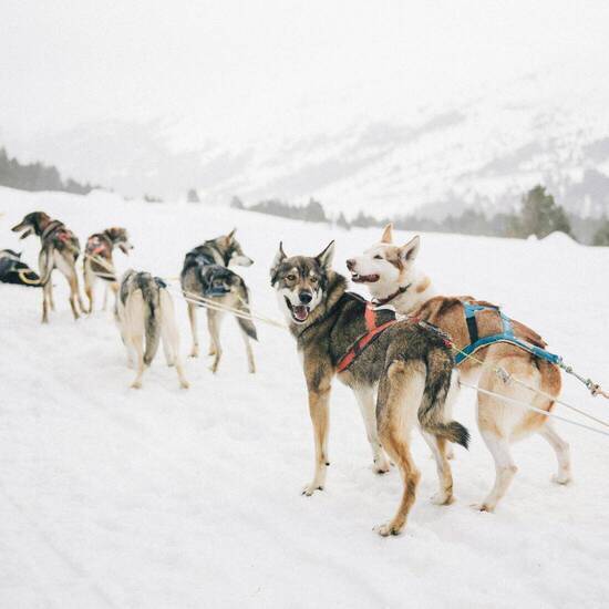 Schlittenhunde in Finnland