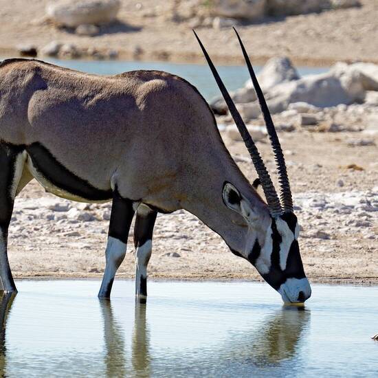 Antilope in Namibia