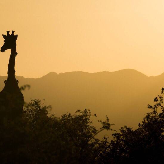 Giraffe in der Landschaft von Südafrika