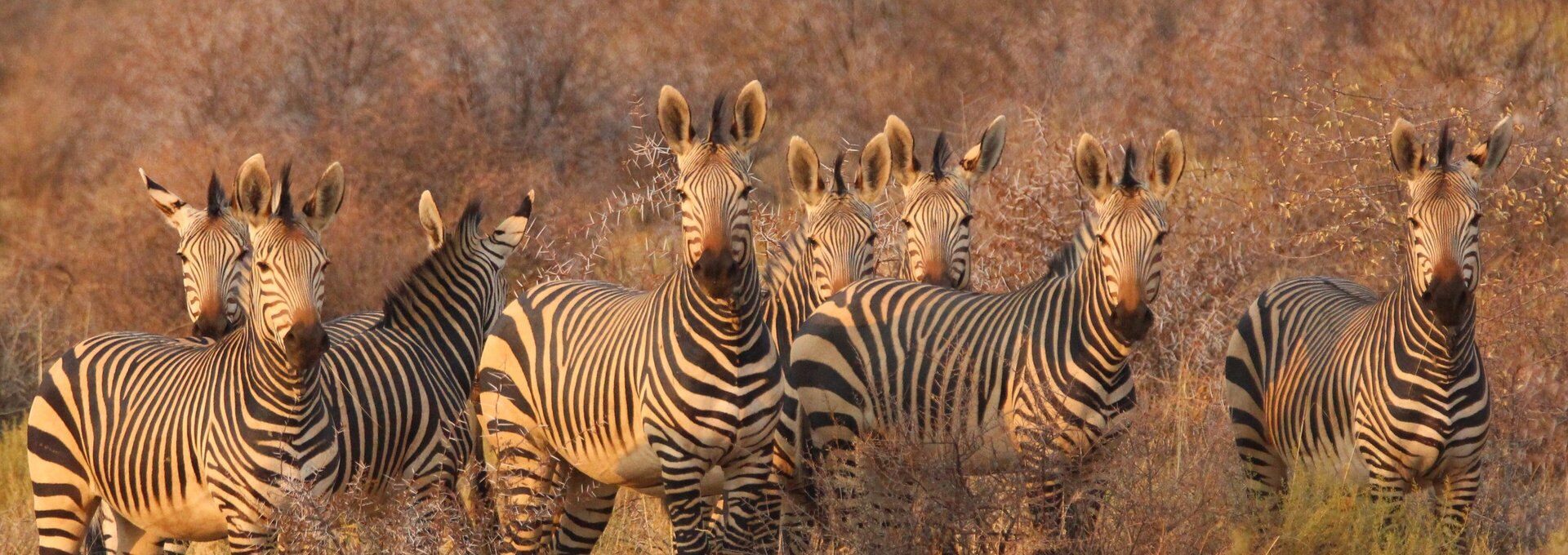 Zebras in der Steppe, Südafrika Zebras in der Steppe, Südafrika