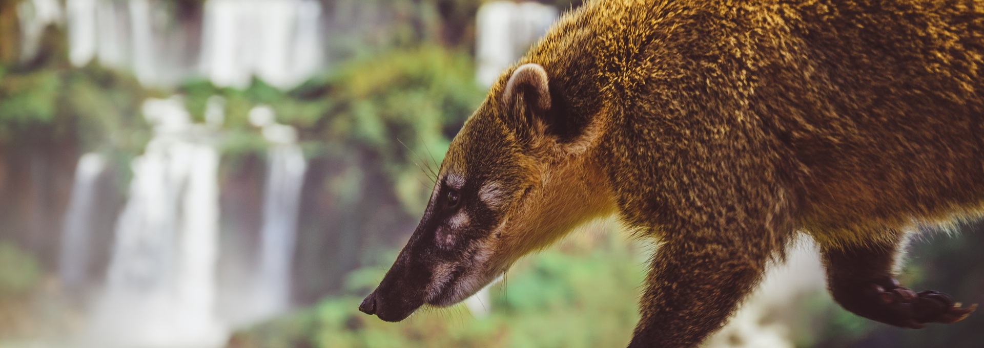 Wasserfall, Nasenbär, Argentinien