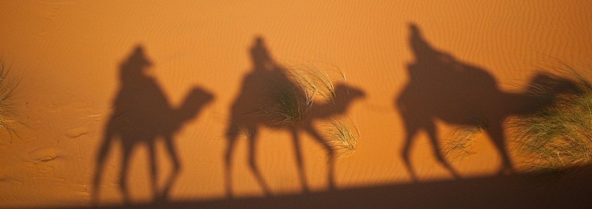 Kamele in der Wüste, Marokko Kamele in der Wüste, Marokko