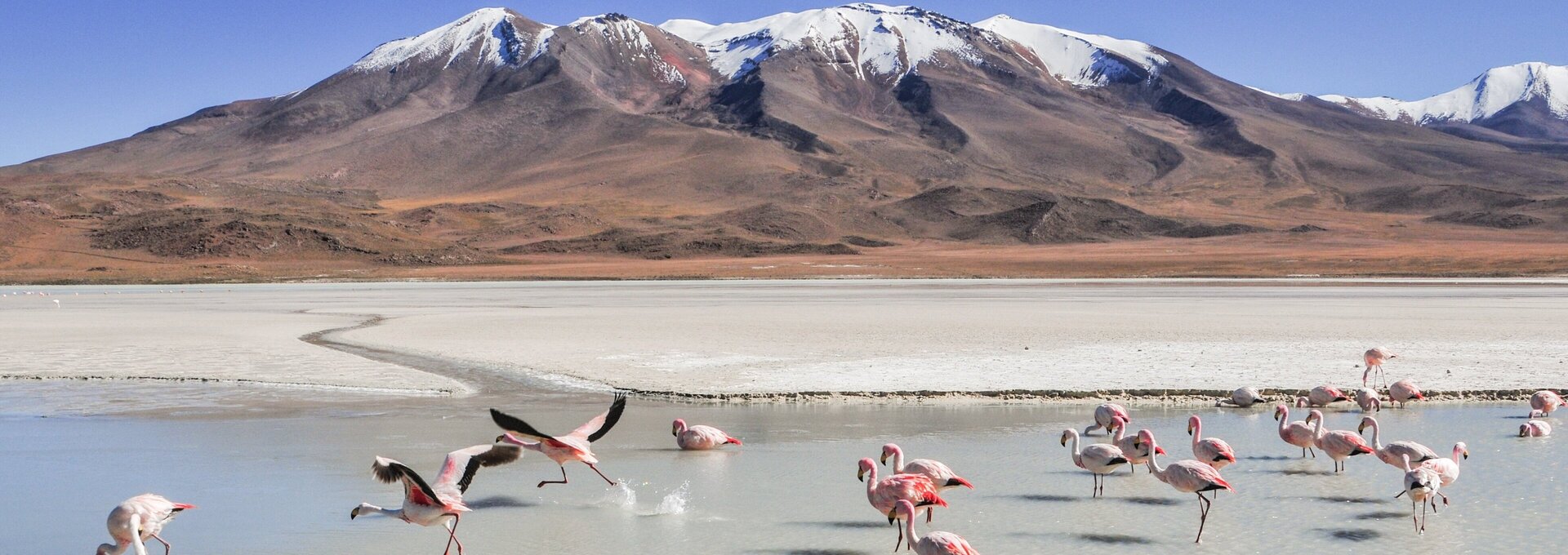 Flamingos, Landschaft, Bolivien Flamingos, Landschaft, Bolivien