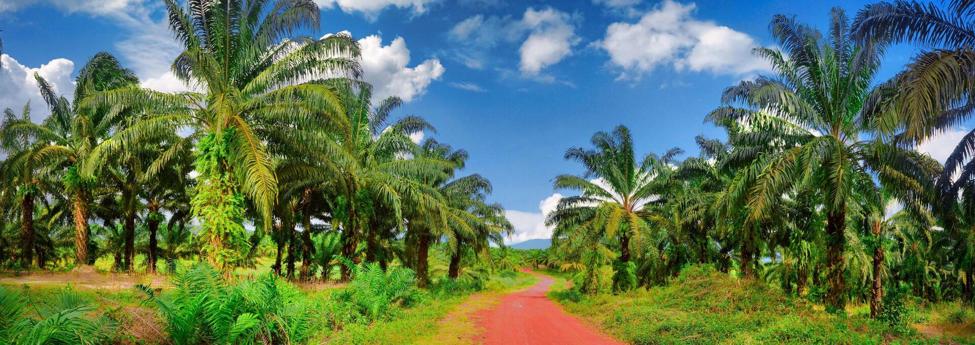 Kambodscha, Plantage, Landschaft