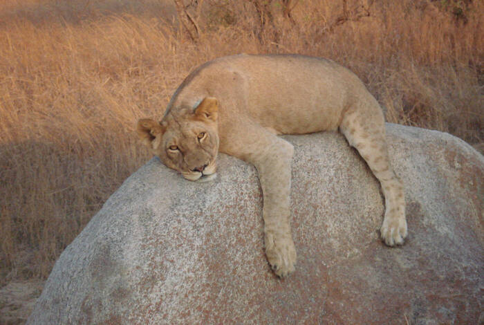 Johannesburg to Zanzibar