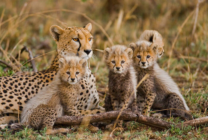 Real Southern Africa Real Southern Africa