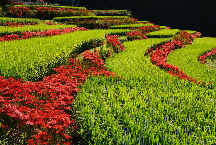 Southern Japan Experience Southern Japan Experience