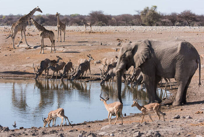 Cape Town to Zanzibar