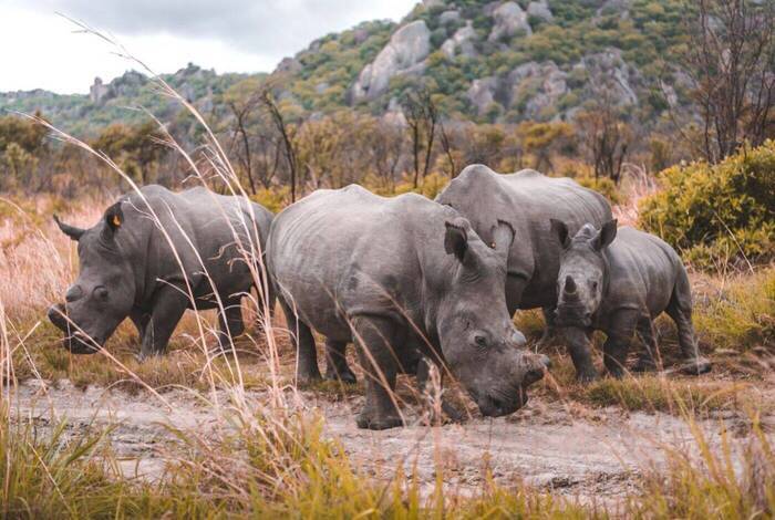 Essential African Safari