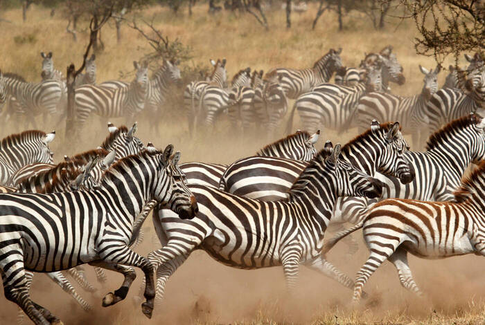 East Africa Family Safari Comfort