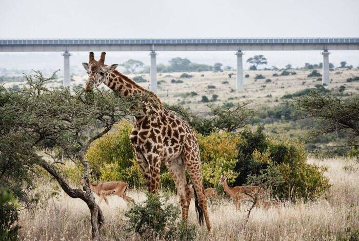 Kenya by Rail: Trains, Safaris & Beaches
