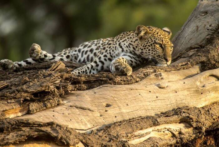 Premium Uganda, Rwanda & Kenya