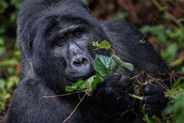Premium Rwanda & Gorillas of Uganda