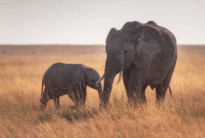 Gorillas to Vic Falls Gorillas to Vic Falls