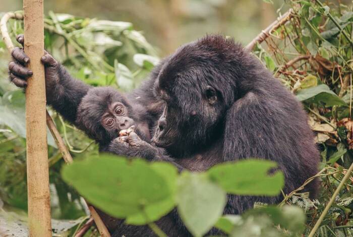 Gorillas to Vic Falls Gorillas to Vic Falls