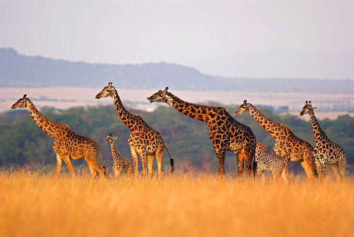 Vic Falls to Gorillas Vic Falls to Gorillas