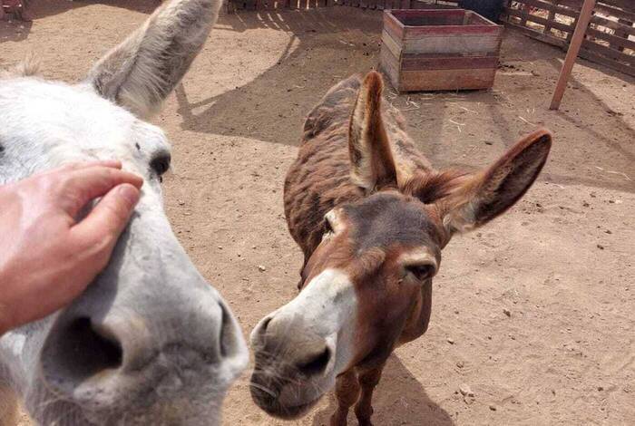 Esel beim Tierschutz-Projekt Esel beim Tierschutz-Projekt