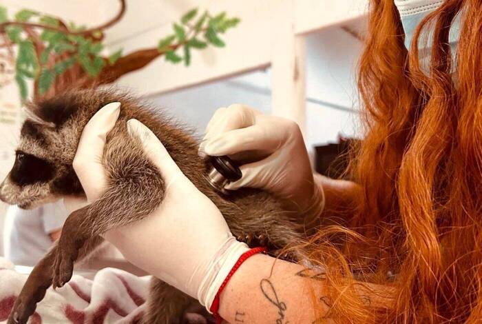 Volunteer versorgt Waschbär in der Rettungsstation Volunteer versorgt Waschbär in der Rettungsstation