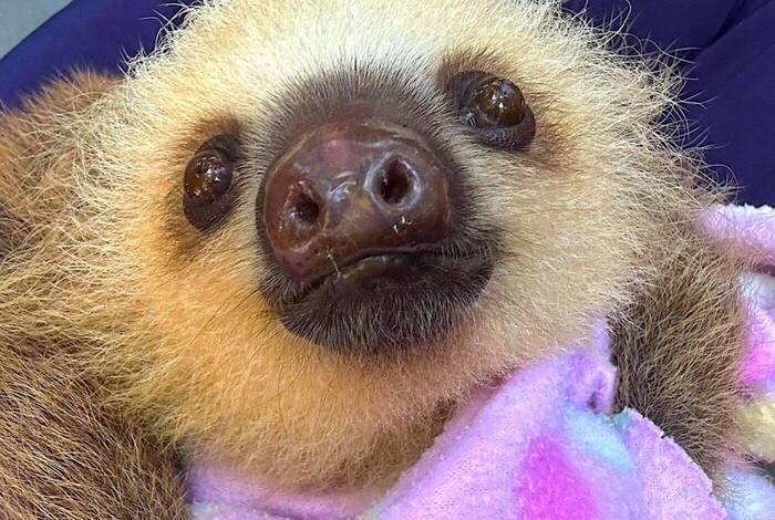 Faultier in der Rettungsstation Faultier in der Rettungsstation