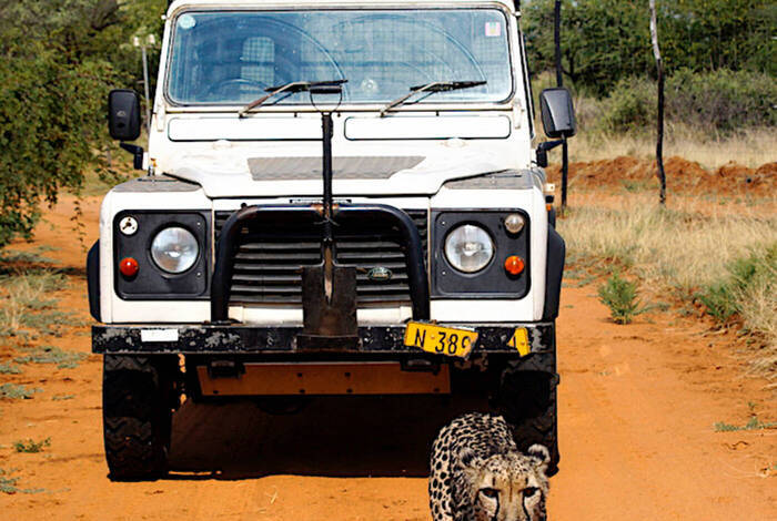 Volunteers beim Wildlife-Tierschutz in Namibia