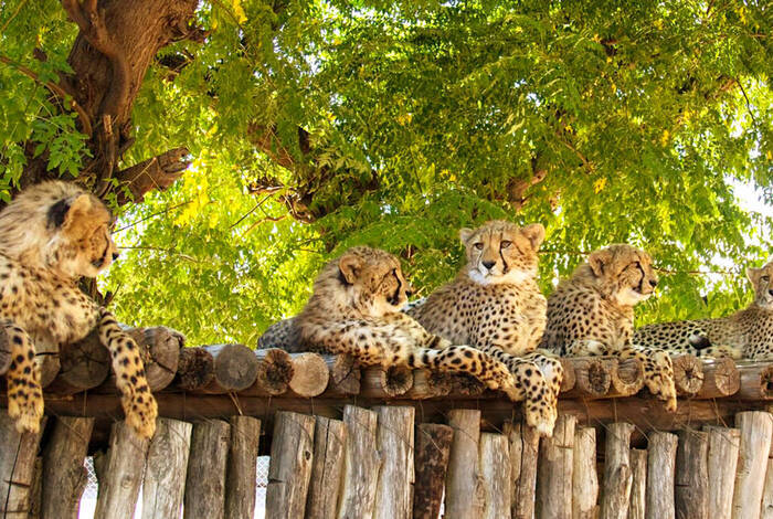 Tierschutz von Wildtieren in Namibia