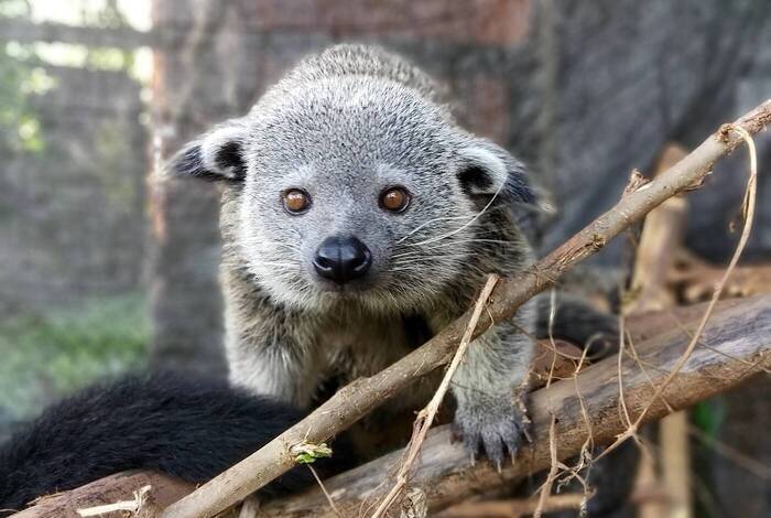 Wildtier im Tierschutzprojekt Wildtier im Tierschutzprojekt