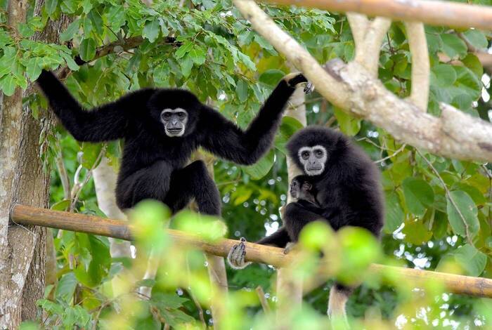 Affen beim Thailand-Tierschutz Affen beim Thailand-Tierschutz