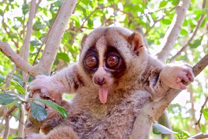 Tier in der Auffangstation Tier in der Auffangstation