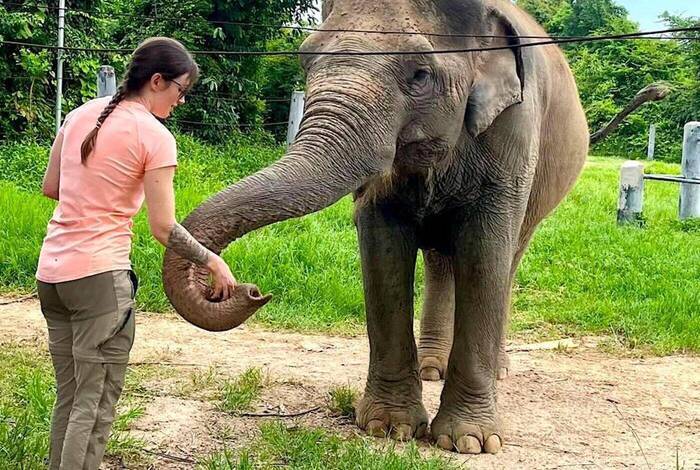 Arbeit mit Elefanten Arbeit mit Elefanten