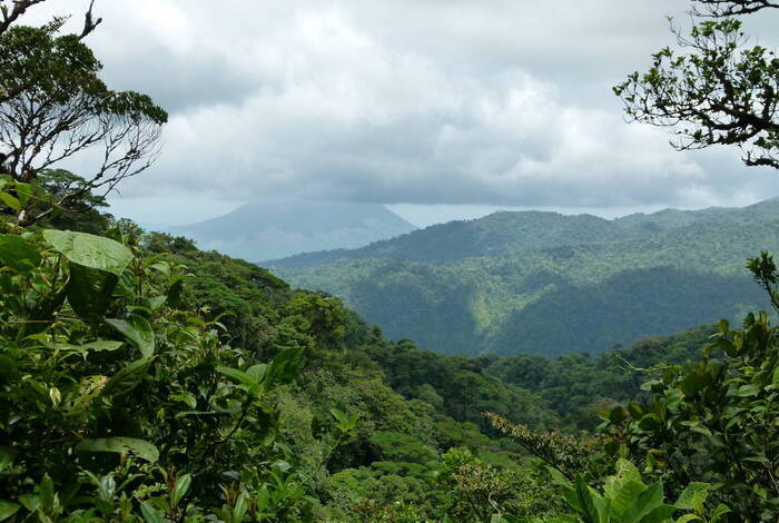 Ausblick über den Regenwald