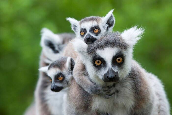 Madagascar Adventure Madagascar Adventure