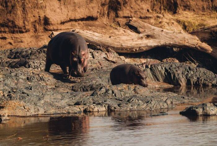 Tanzania Family Safari