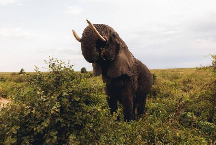 Gorillas, Game Parks & Beaches