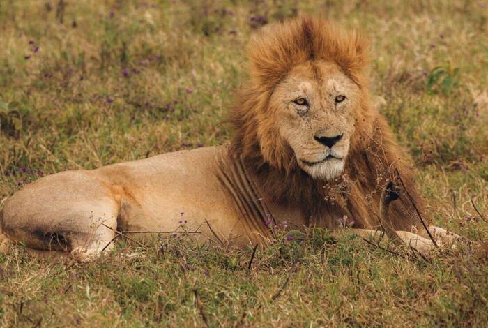 Gorillas, Game Parks & Beaches