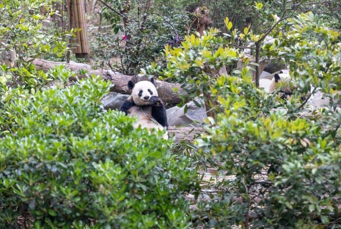 Real China Real China