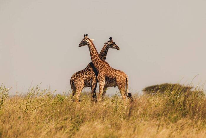 Beaches, Game Parks & Gorillas