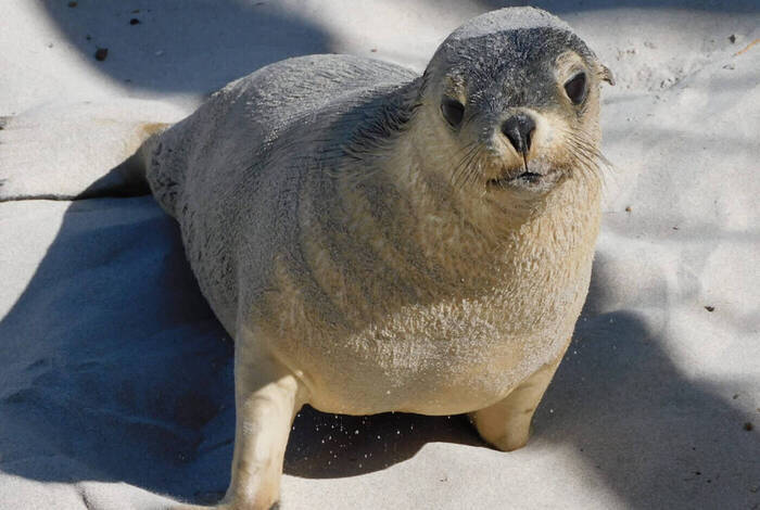 Kangaroo Island Independent Short Break