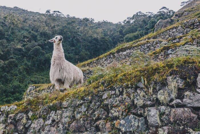 Peru Family Holiday Peru Family Holiday