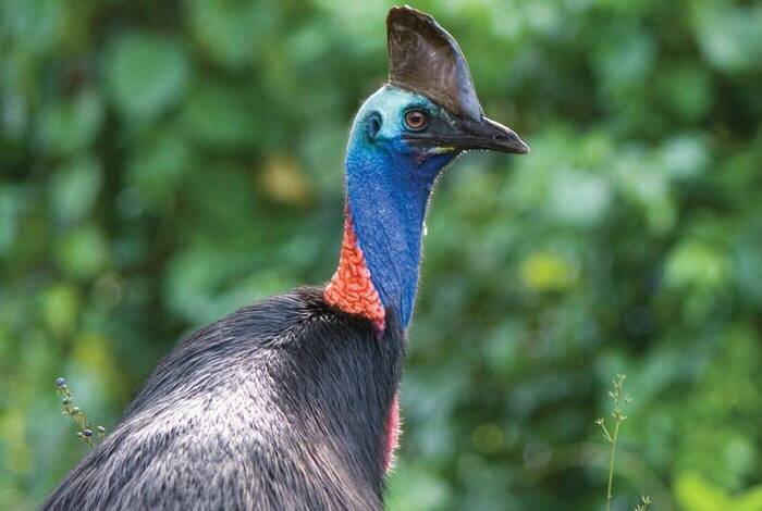 Essential Brisbane to Cairns