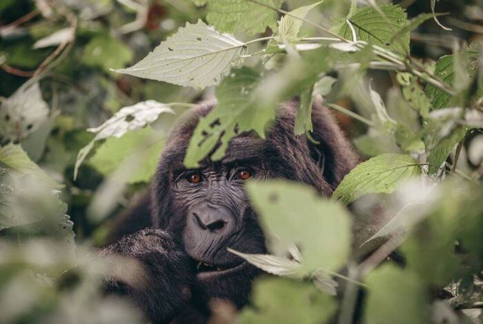 Epic East Africa: Gorillas, Chimps and Game Parks Epic East Africa: Gorillas, Chimps and Game Parks