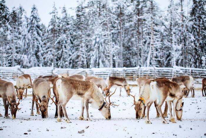 Finnish Lapland in Winter Finnish Lapland in Winter
