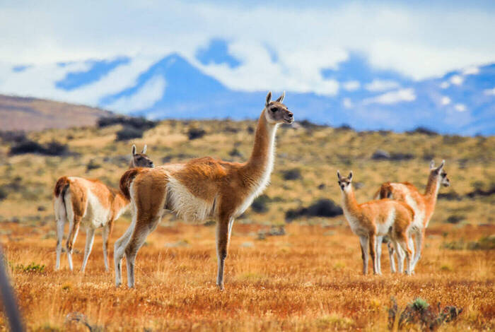 Premium Patagonia