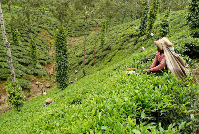 Premium North & South India