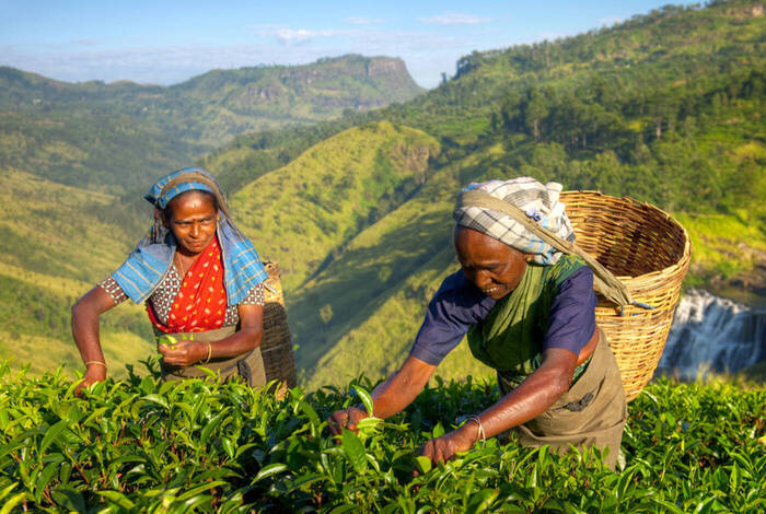 Premium Sri Lanka