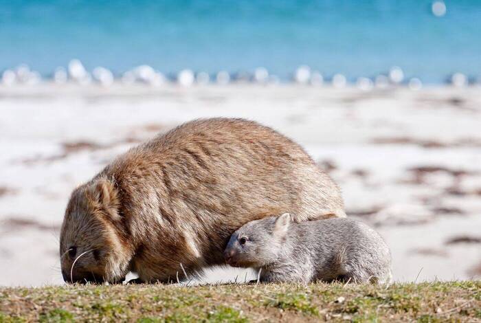 Tasmania's Maria Island Walk (Portered) Tasmania's Maria Island Walk (Portered)